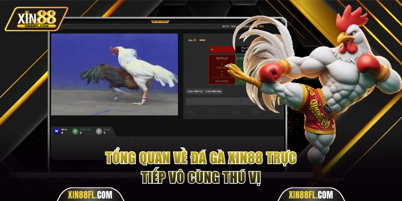 Tổng quan về sảnh đá gà Xin88 thú vị